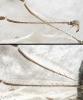 Pachyneuron sp.